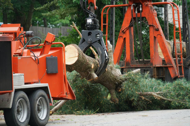 The Steps Involved in Our Tree Care Process in Delmar, DE